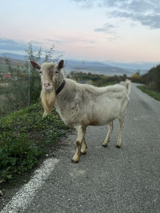 Iezi metis alpin si saanen a
