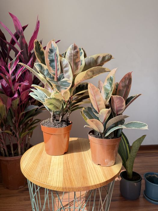 Фикус Тинека 60 см и 40см