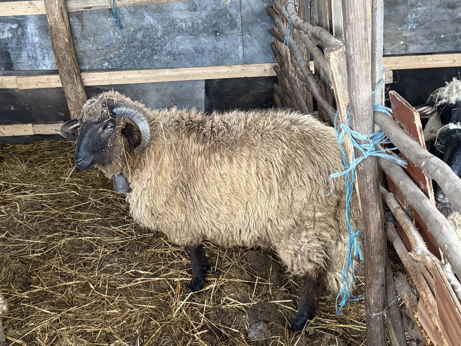 Vand unu din doi berbecuti