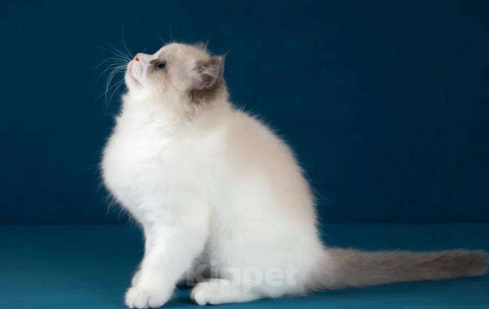 Regdoll va boshqa turdagi parodali mushukchalar