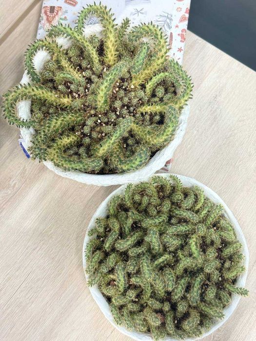 Композиция кактусов (Маммиллярия)