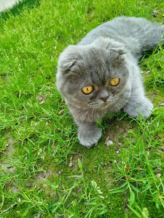 Шотландский вислоухий