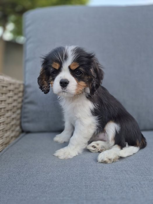 Cavalier king charles