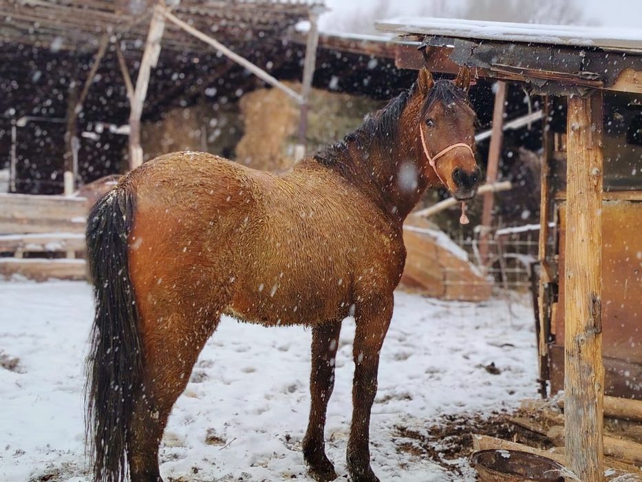 Продам лошадь жеребец