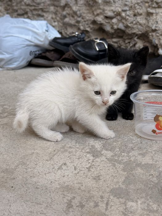 Mushuklar hadyaga beriladi