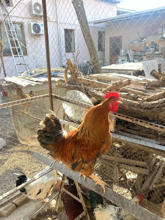 Петухи 17 штук.