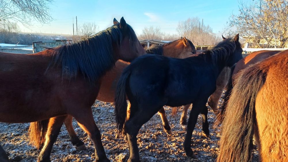 Жабағы сатылымда