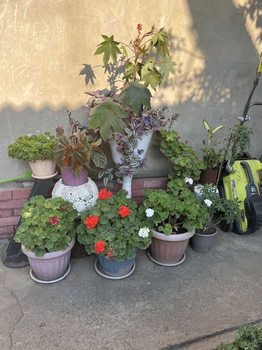 Продам комнвтные цветы