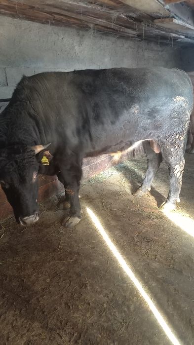 Продам быка откормленого