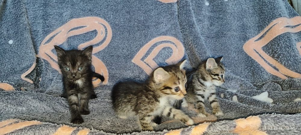 Отдам котят в добрые руки