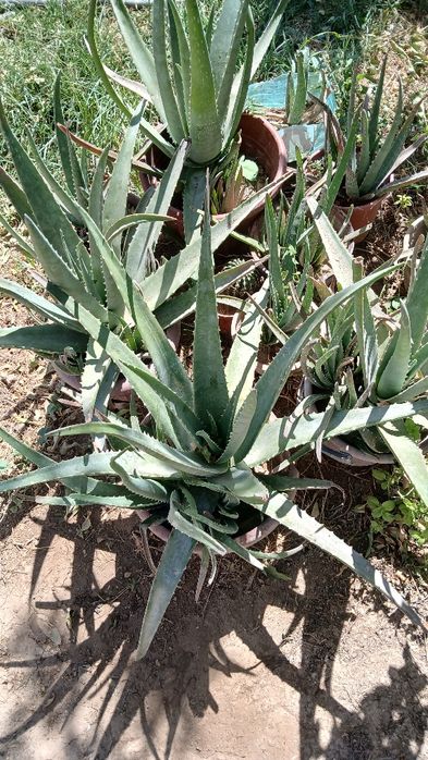 Алойе гуллари нуктали