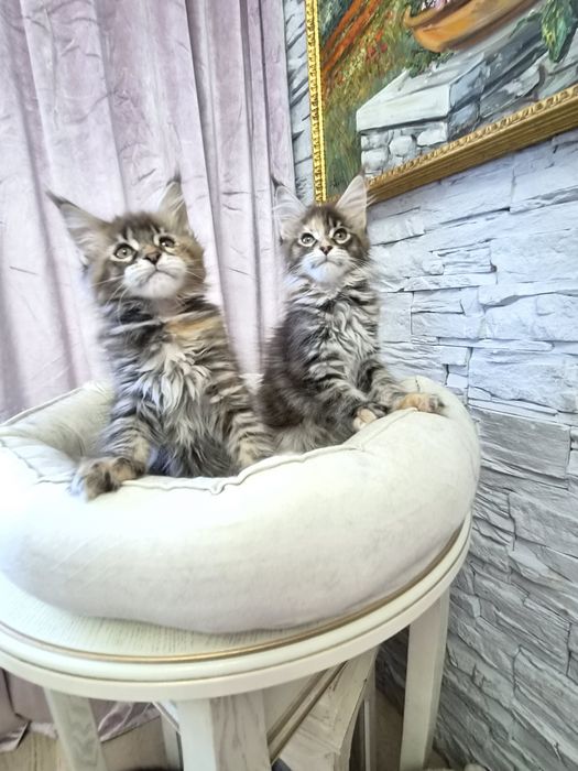 Мейнкун котята чистопородистые