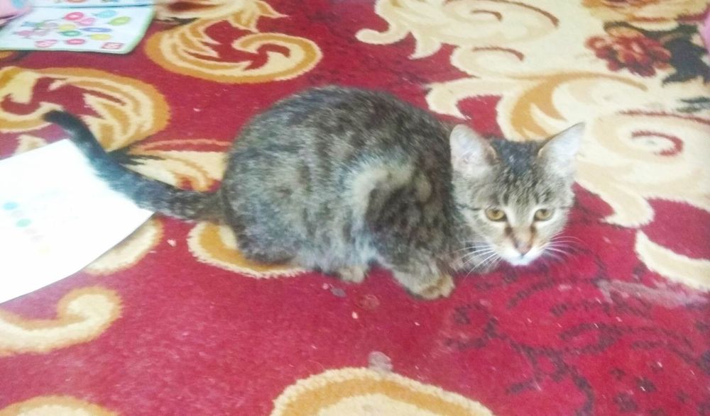 Котенок кошечка в семью