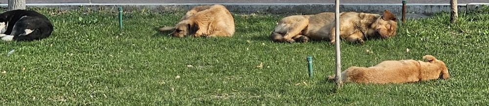 Собаки только в Добрые Руки !