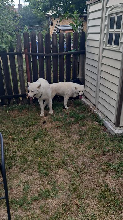 Akita inu                         .