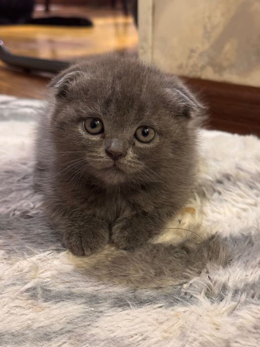 Продаются котята вислоухие скотиш фолд