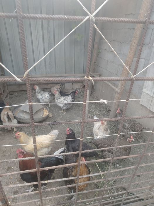 Продам куреи светных
