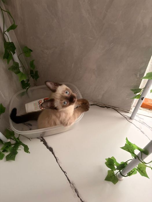 котенок  девочка сиамская