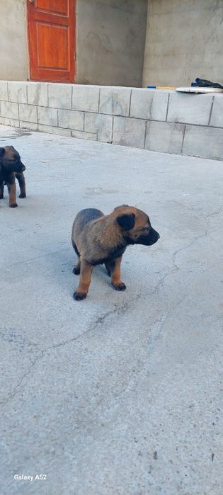Бельгиские овчарки малинуа