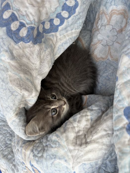 Отдам котенка в добрые руки