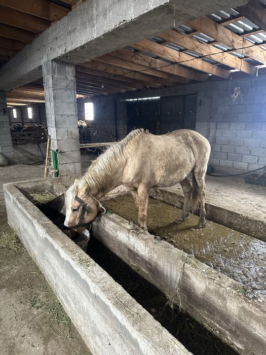 Продается лошадь и бычок