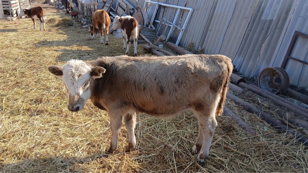 Ургашы басбактар сатылады