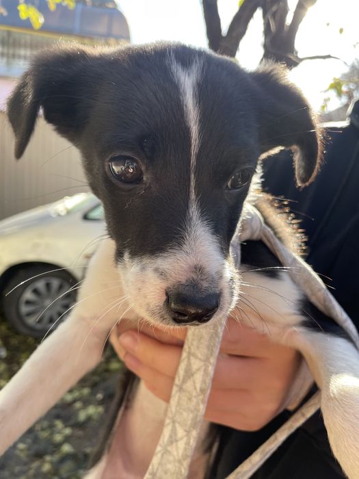 Отдам собаку