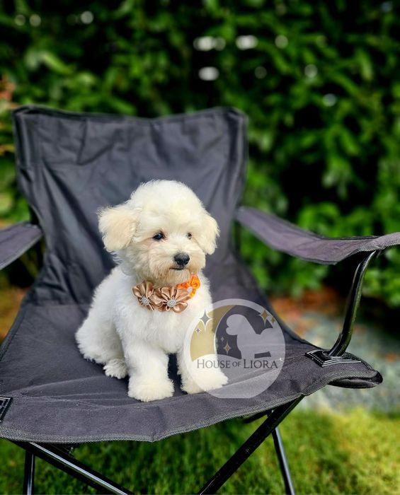 Bichon Frise FCI – Tată Campion România „Cum Laudae” | Pedigree AChR