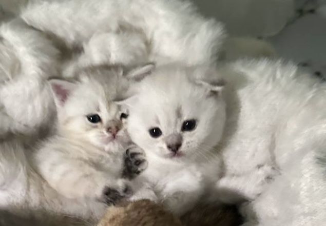 шотландский котенок