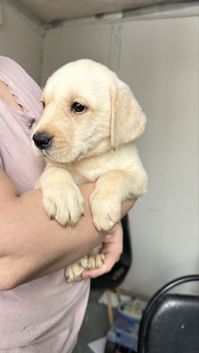 Щенок лабладора