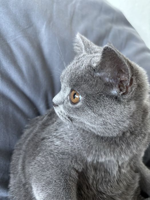 Британска котка, на 6 месеца