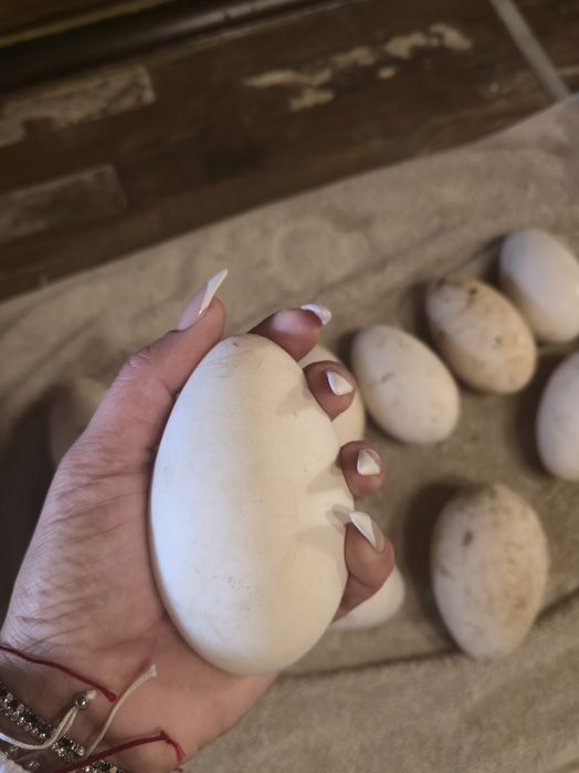 Гъши яйца за люпене