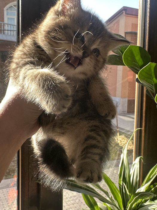 Британский страйт!!