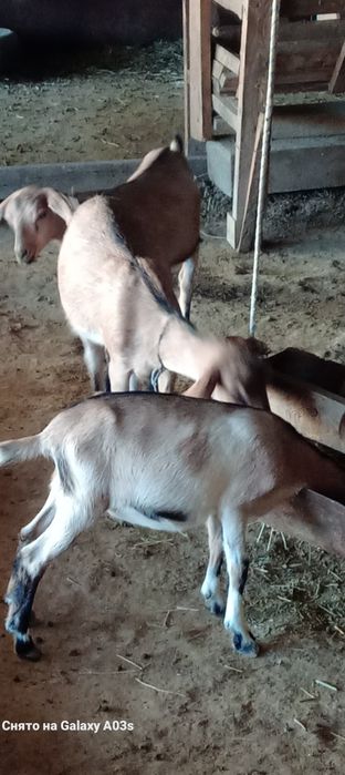 Ұрғашы тәуір лақтар бар 3 шт