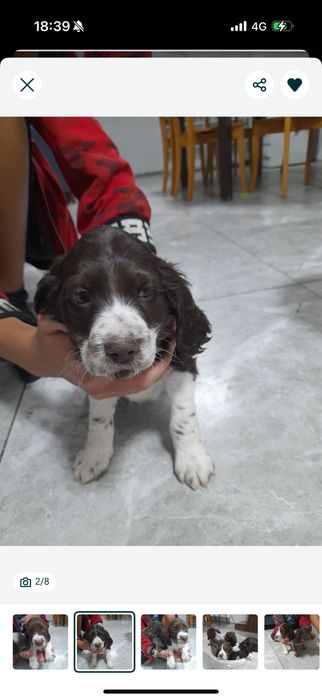 Спаниель продам.