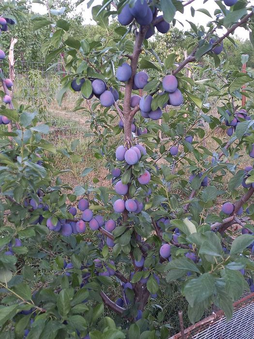 Taieri, toaletari pomi fructiferi