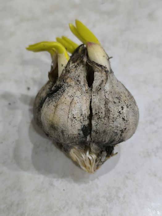 Чеснок на посадку