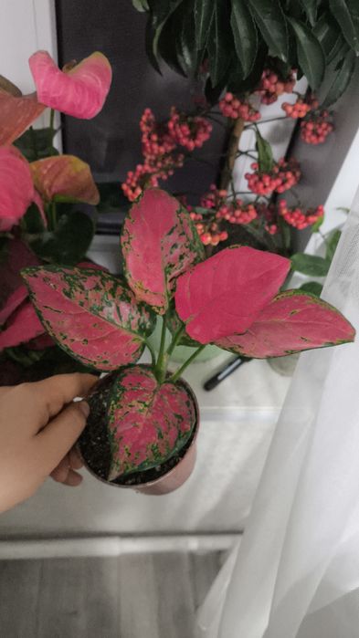 Клеродендрум Шмидта