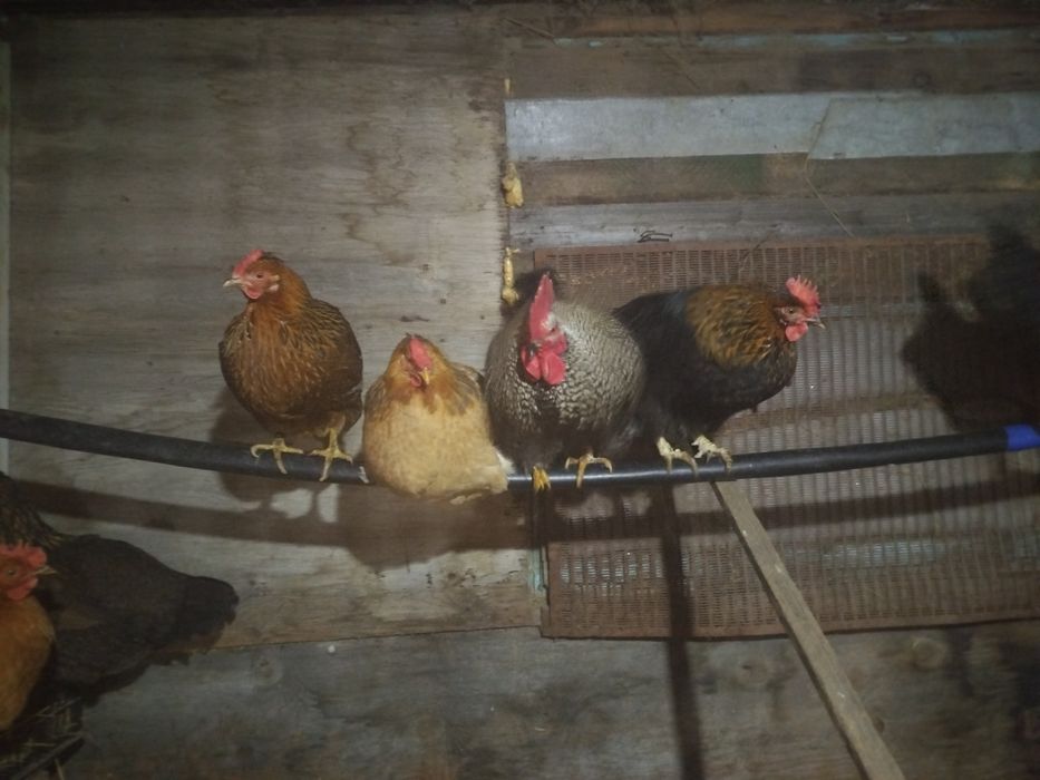 Домашние петушки молодые
