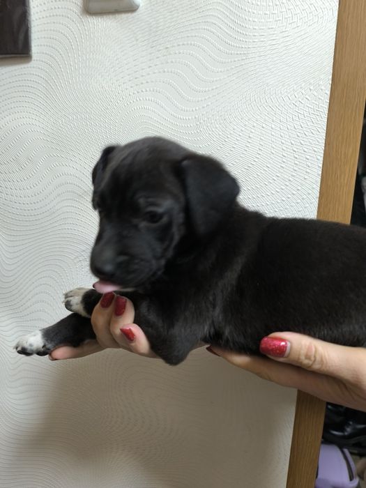 Отдам щенков бесплатно