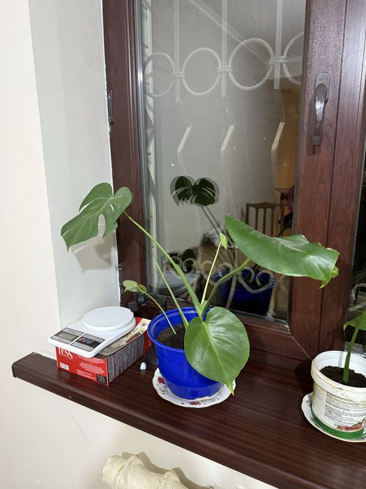 Цветы комнатные монстера