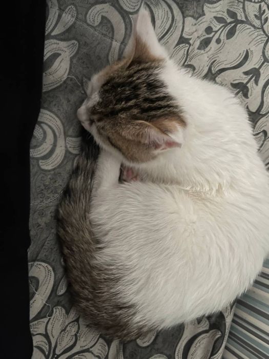 Катенок в хороший руки