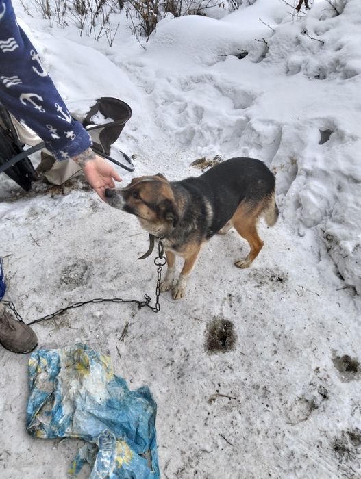 Отдадим в добрые руки