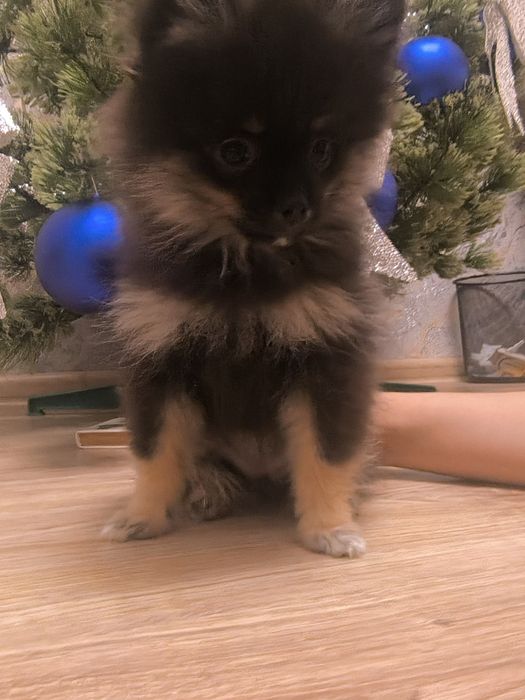 Продается девочка шпица