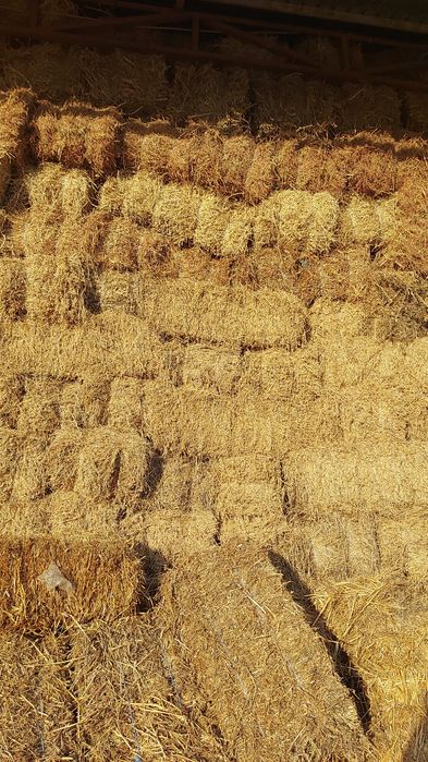 baloti de lucerna , borceag, fin, paie