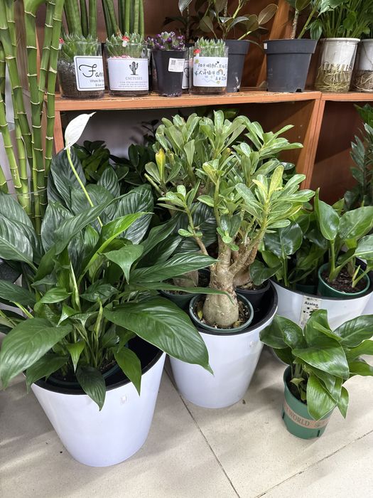 Распродажа комнатных растений
