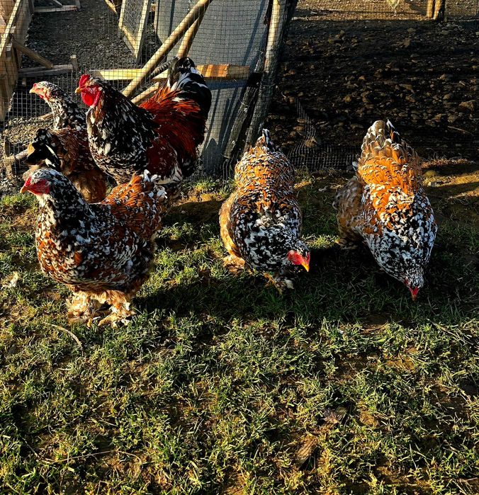 Ouă pentru incubat!