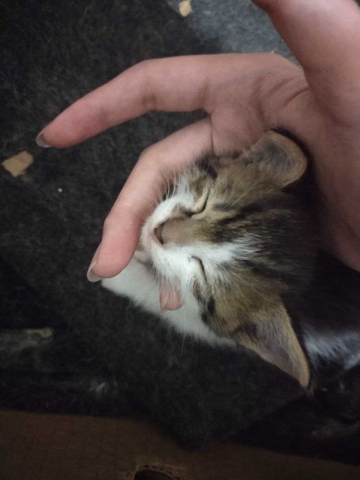 срочно отдам котят