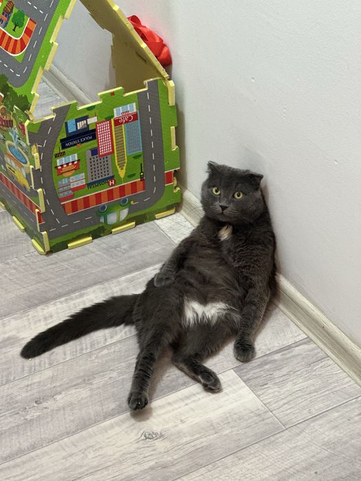 Британский породистый кот