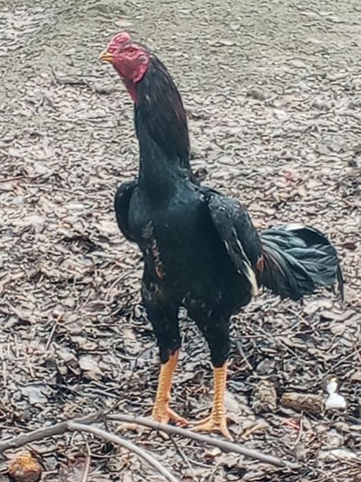 Карея хуроз 7 ойли Жужа зоти тайин  оган барака топади ,макиён хам тоз